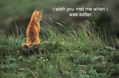 a small fox sitting on top of a grass covered hill next to a quote that reads, i wish you met me when i was soft