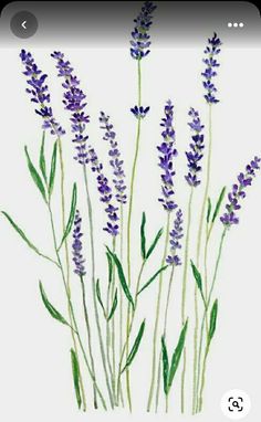 watercolor painting of lavender flowers on white background