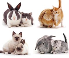 four different types of cats and rabbits