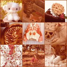 a collage of pictures with cats, food and other things to see on the page