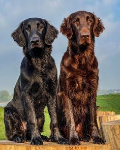 two black dogs sitting on top of a wooden crate in front of a green field