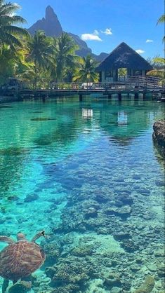 a turtle swimming in clear blue water next to palm trees and a pier on the other side