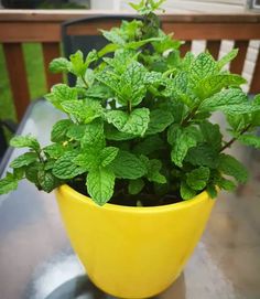 a yellow potted plant sitting on top of a table next to a wooden bench