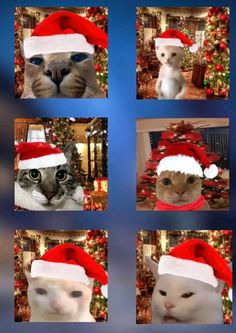 several pictures of cats wearing santa hats in front of a christmas tree