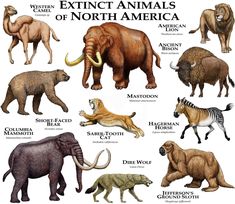 an image of different types of animals that are in the same place on this page