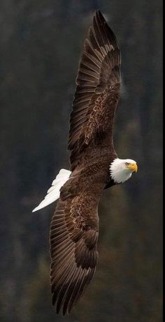 an eagle flying through the air with its wings spread