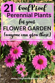 pink flowers with text overlay that reads, 21 cool proof perennial plants for your flower garden anyone can grow these