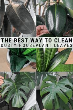 the best way to clean dusty houseplant leaves