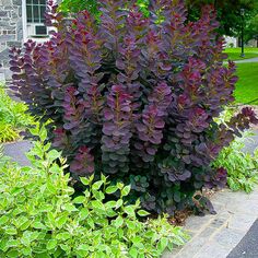 purple foliage in front of a brick building