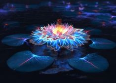 a colorful flower surrounded by water lilies in the dark night time with lights on it