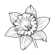 a black and white drawing of a flower with dots on it's petals, in the shape of a lily