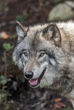 a gray wolf standing on top of a forest floor