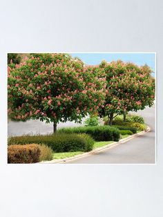 a tree with pink flowers in the middle of a road poster print on wallpaper