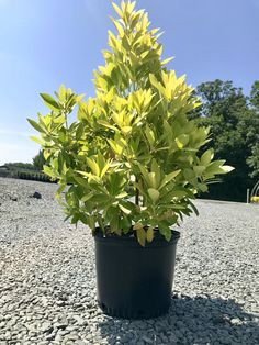 a potted plant sitting on top of a gravel covered ground with trees in the background