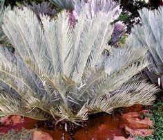 some very pretty looking plants in the dirt and grass by rocks with trees behind them