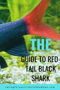 the guide to red tail black shark in an aquarium with text overlay that reads, the guide to red tail black shark