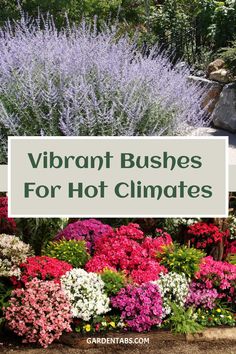 the words vibrant bushes for hot climates surrounded by colorful flowers