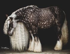 a brown and white horse with long hair