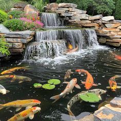 many koi fish are swimming in the pond