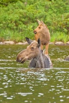 two horses are in the water and one horse is standing up