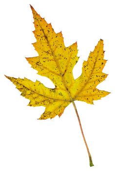 a yellow maple leaf with black dots on it's underside and the tip of its leaves