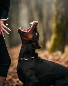 a black and brown dog with its mouth open next to a person in the woods