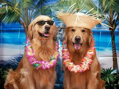 two golden retrievers wearing leis and hats with palm trees in the background