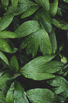 green leaves with drops of water on them