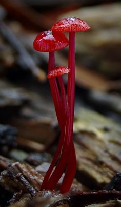 two red mushrooms sitting on the ground