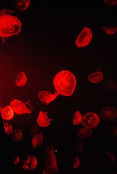 many red jellyfish are floating in the dark water at night, and one is looking up