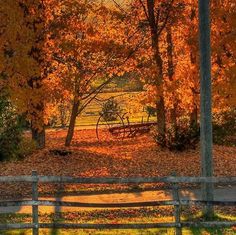 an autumn scene with leaves on the ground, trees and a bench in the foreground