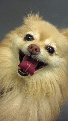 a close up of a small dog with it's tongue out