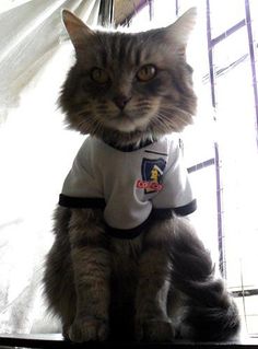 a cat sitting on top of a window sill wearing a t - shirt that says nasa