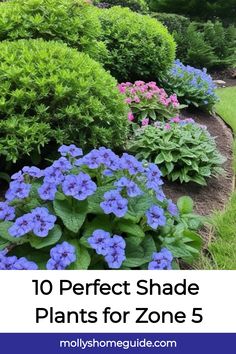 blue flowers and green bushes with the words 10 perfect shade plants for zone 5