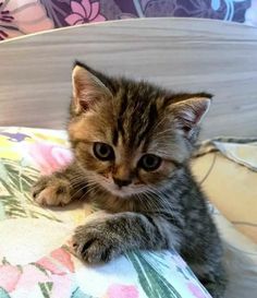 a small kitten sitting on top of a bed next to a flowered blanket and pillow