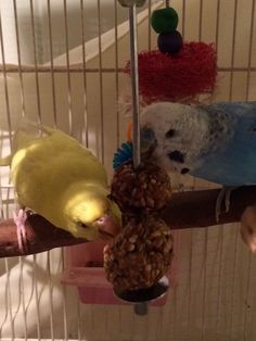 two parakeets sitting on top of a bird feeder