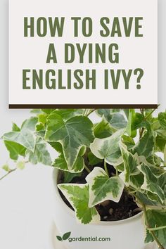 a potted plant with the words how to save a dying english ivy?