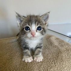 a small kitten sitting on top of a chair looking at the camera with blue eyes