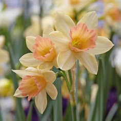 some yellow and orange flowers are in the grass