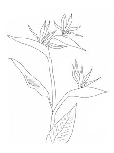 a black and white drawing of a plant with leaves