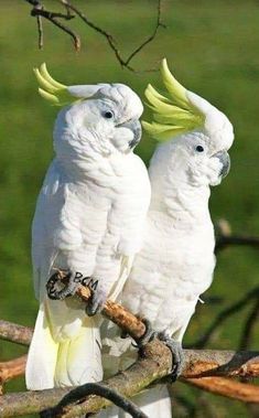 two white parrots with yellow beaks sitting on a tree branch in the grass