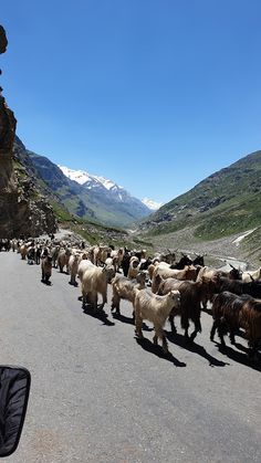 a herd of goats walking down the road