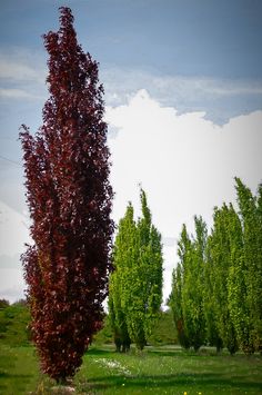 the trees are tall and green in the field