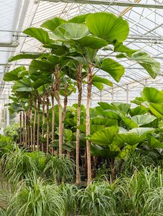 the inside of a greenhouse filled with lots of green plants and tall trees in it