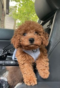 a brown dog sitting in the back seat of a car