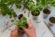 someone is working in the garden with plants and gardening utensils on a table