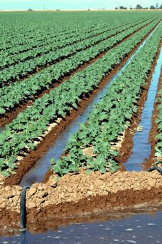 rows of green plants in the middle of a field with water flowing from them to the ground