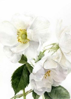 two white flowers with green leaves on a white background