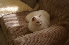 a white cat laying on top of a brown blanket