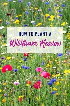 wildflower meadow with text overlay how to plant a wildflower meadow